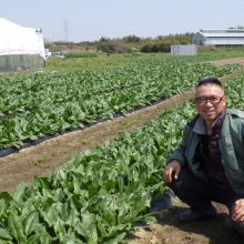 桃栗三年柿八年「益荒男ほうれん草」は十二年。十年目の今年はいいとこ来ています