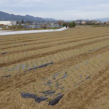 益荒男ほうれん草「アフロタイプ」の植え付け２０１８年１２月１１日