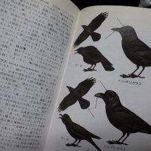 おしゃれなカラス様のお愉しみ空間